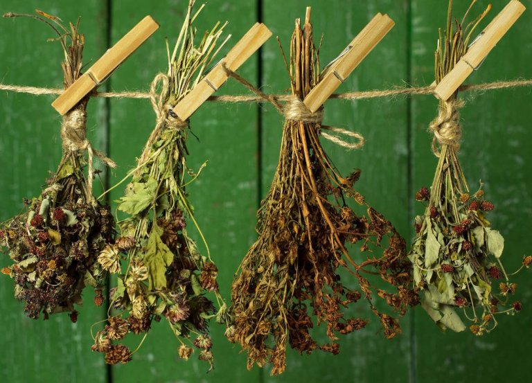 How to Dry Herbs for Tea