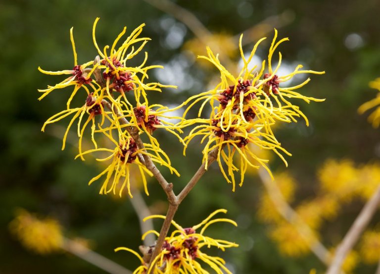 The Magical Properties of Witch Hazel in Witchcraft