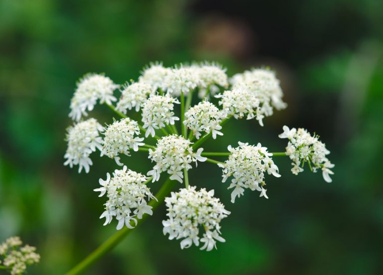 The Magical Properties of Angelica in Witchcraft