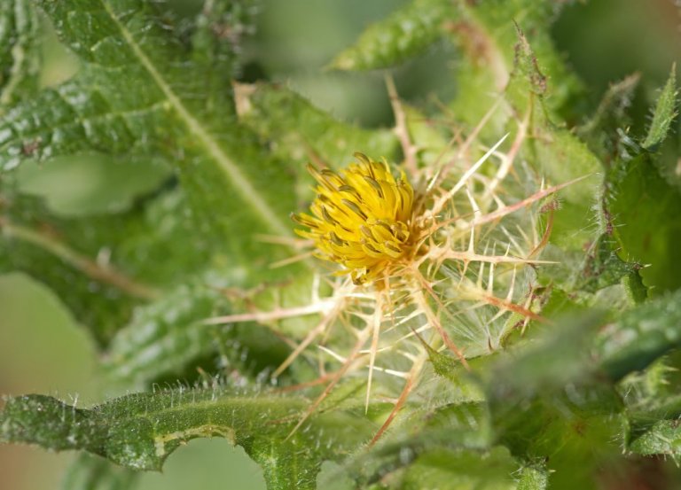 The Magical Properties of Blessed Thistle in Witchcraft