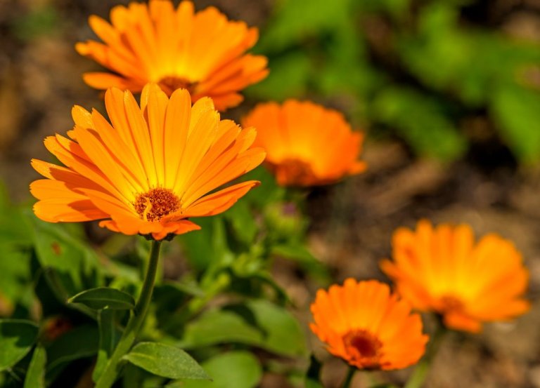 The Magical Properties of Calendula in Witchcraft