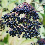The Magical Properties of Elder Berries in Witchcraft