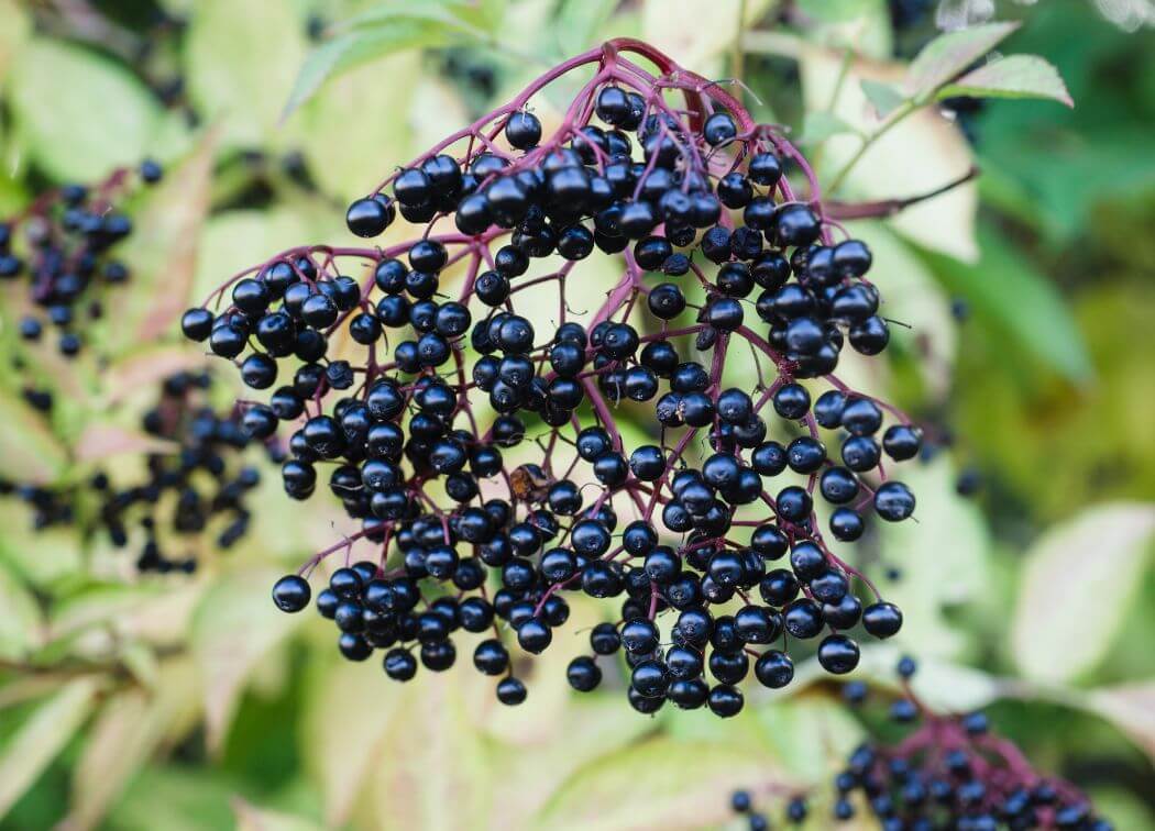 The Magical Properties of Elder Berries in Witchcraft