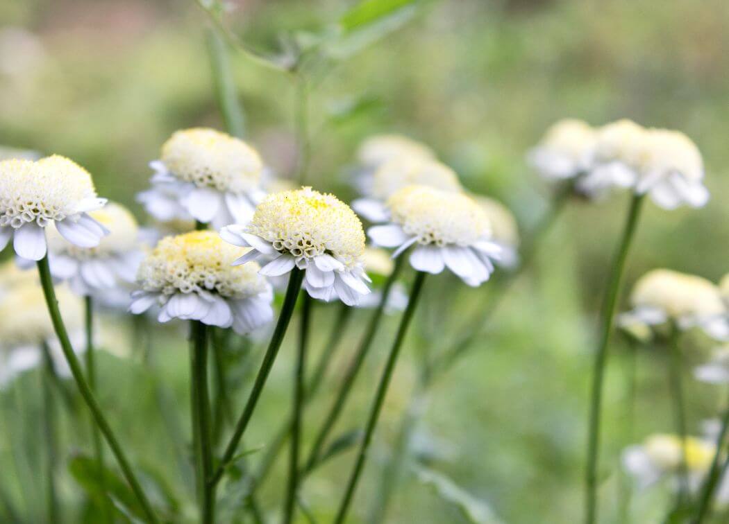 The Magical Properties of Feverfew in Witchcraft