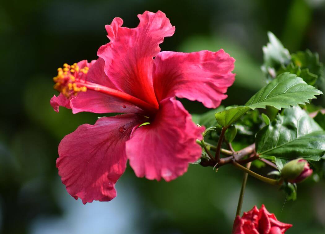 The Magical Properties of Hibiscus in Witchcraft