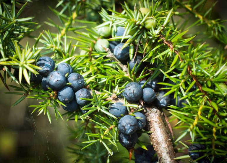 The Magical Properties of Juniper Berries in Witchcraft