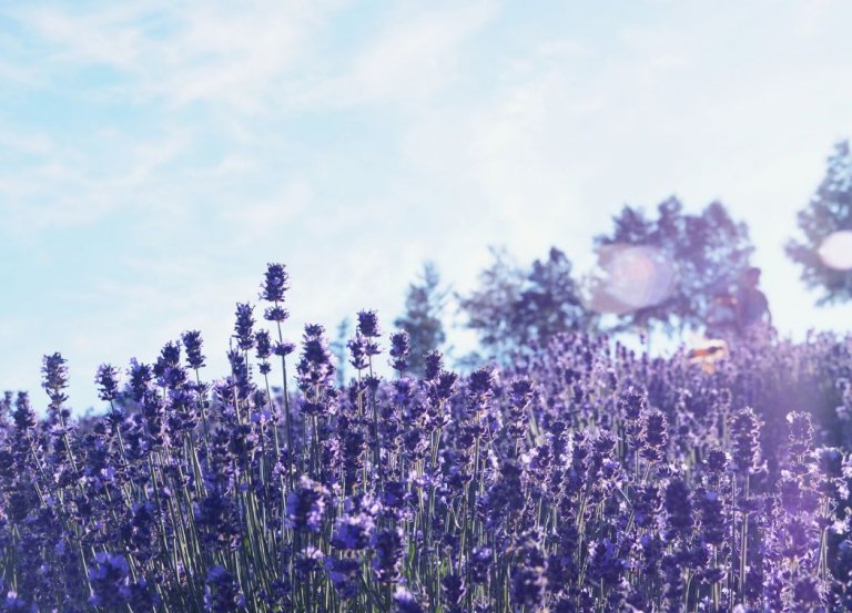 The Magical Properties of Lavender in Witchcraft