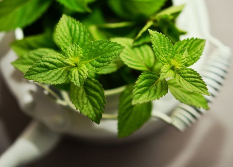 The Magical Properties of Peppermint in Witchcraft