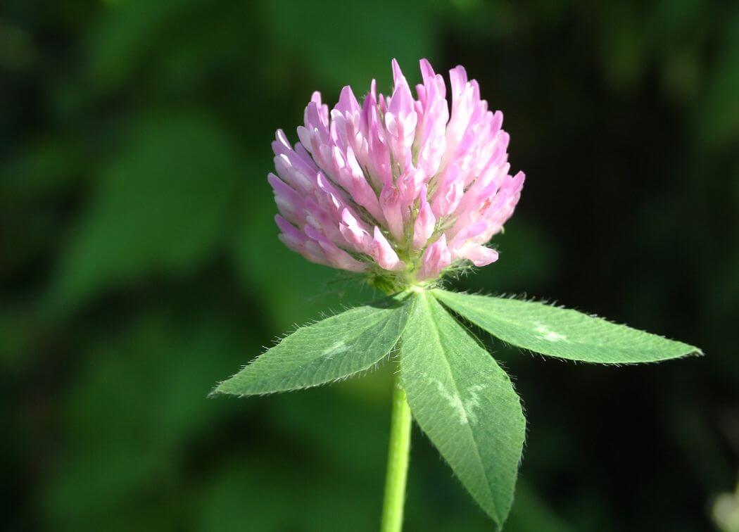 The Magical Properties of Red Clover in Witchcraft