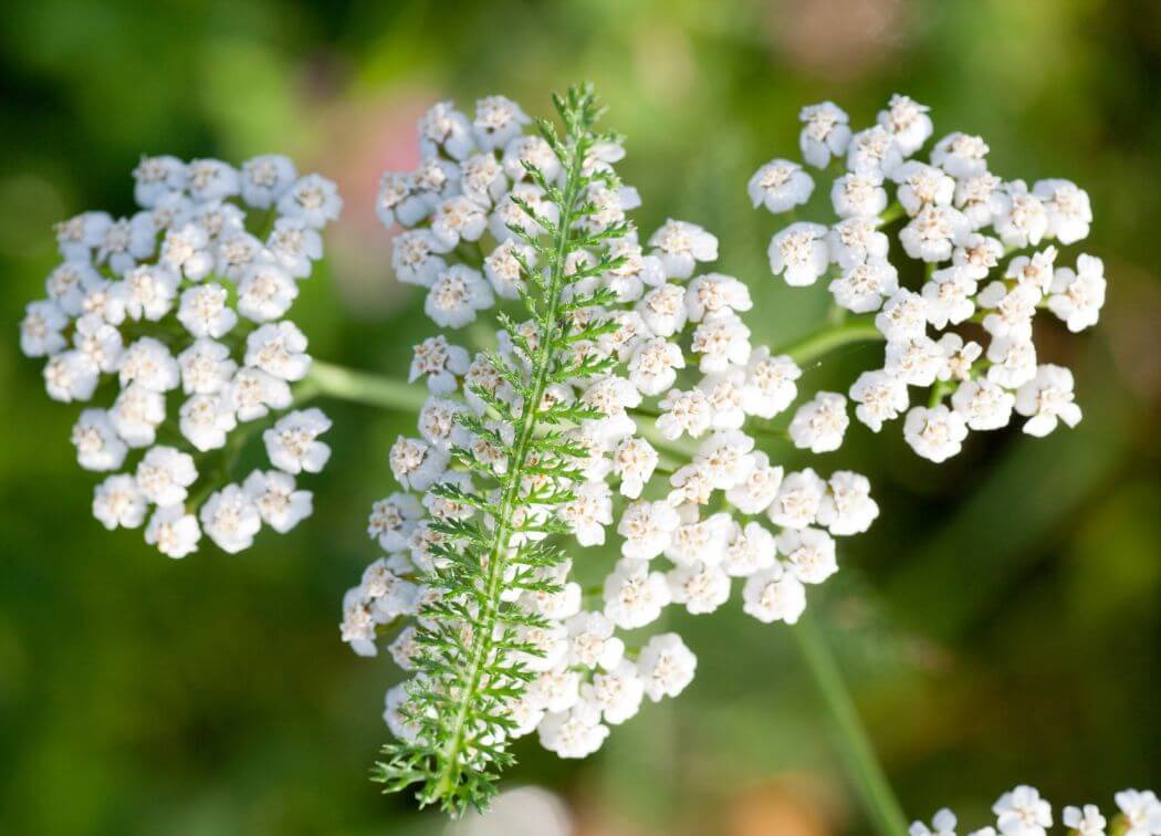 The Magical Properties of Yarrow Flowers in Witchcraft